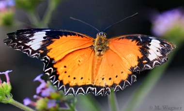 Cethosia-cyane an Verbena bonariensis